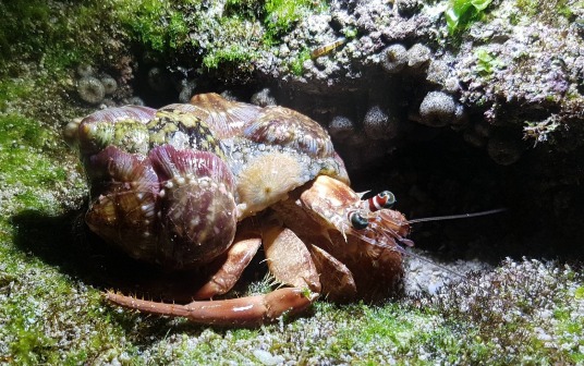 潮間帶生物