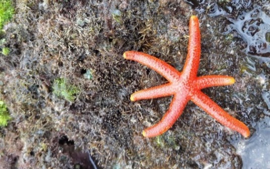 潮間帶生物